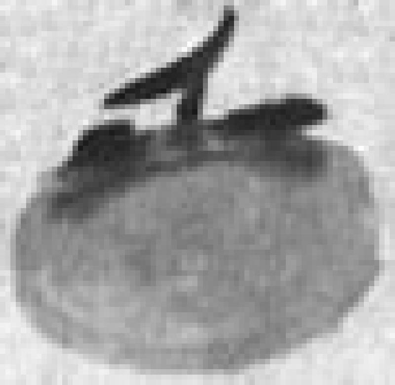 persimmon03
